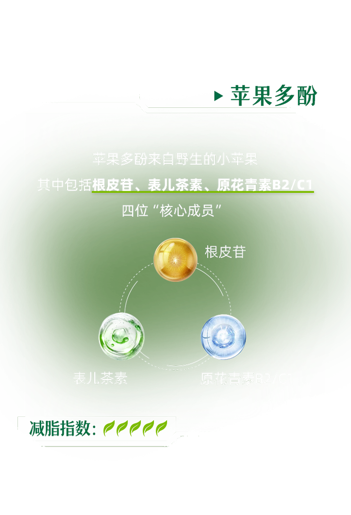 减脂特工小队
 - 苹果多酚
 苹果多酚来自野生的小苹果，其中包括根皮苷、表儿茶素、原花青素B2/C1，四位“核心成员”
 根皮苷
 表儿茶素
 原花青素B2/C1
 减脂指数：
 *知识科普,仅供参考,非广告宣传