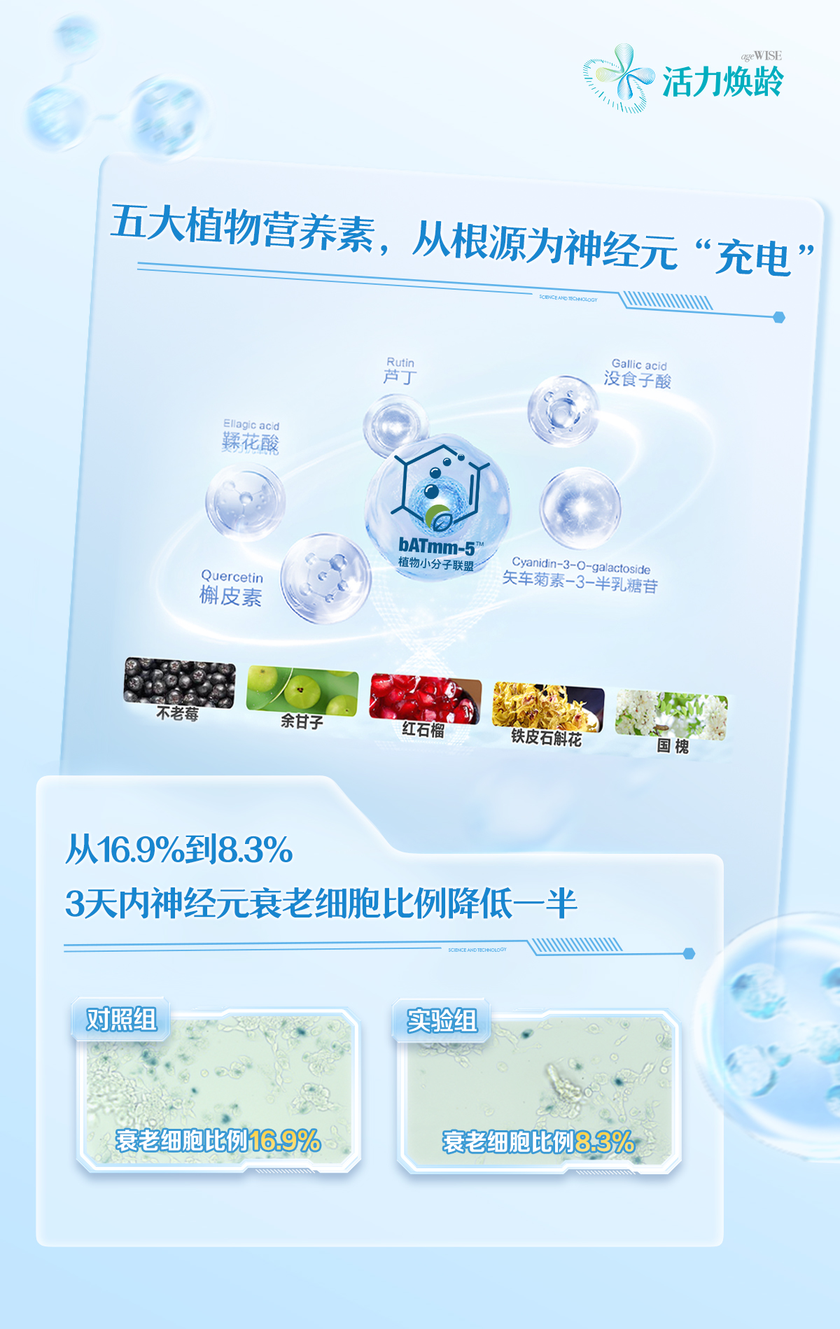 ageWISE 活力焕龄
五大植物营养素，从根源为神经元“充电”
 Rutin芦丁
 
 Gallic acid 没食子酸
 
 Ellagic acid 鞣花酸
 
 Quercetin槲皮素
 
  bATmm-5植物小分子联盟

 Cyanidin-3-O-galactoside 矢车菊素-3-半乳糖苷
 
 不老莓
 余甘子
 红石榴
 铁皮石斛花
 国槐
 从16.9%到8.3%
 3天内神经元衰老细胞比例降低一半
 对照组 衰老细胞比例16.9%
 实验组 衰老细胞比例8.3%
 

 ```