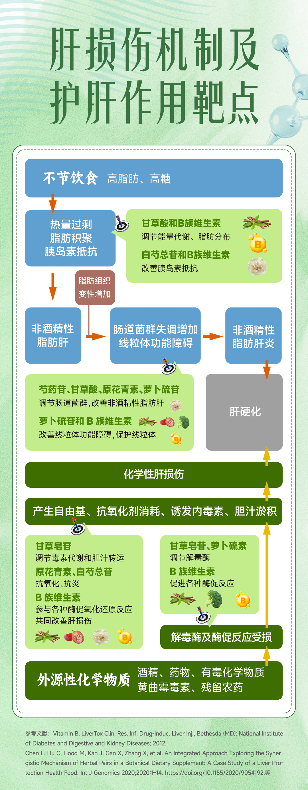 肝损伤机制及
护肝作用靶点
不节饮食 高脂肪、高糖
热量过剩
脂肪积聚
胰岛素抵抗
甘草酸和B族维生素
调节能量代谢、脂肪分布
白芍总苷和B族维生素
改善胰岛素抵抗
脂肪组织
变性增加
非酒精性
脂肪肝
肠道菌群失调增加
线粒体功能障碍
非酒精性
脂肪肝炎
肝硬化
芍药苷、甘草酸、原花青素、萝卜硫苷
调节肠道菌群，改善非酒精性脂肪肝
萝卜硫苷和B族维生素
改善线粒体功能障碍，保护线粒体
化学性肝损伤
产生自由基、抗氧化剂消耗、诱发内毒素、胆汁淤积
甘草皂苷
调节毒素代谢和胆汁转运
原花青素、白芍总苷
抗氧化、抗炎
B族维生素
参与各种酶促氧化还原反应
共同改善肝损伤
甘草皂苷、萝卜硫素
调节解毒酶
B族维生素
促进各种酶促反应
解毒酶及酶促反应受损
外源性化学物质
酒精、药物、有毒化学物质
黄曲霉毒素、残留农药
参考文献：Vitamin B. LiverTox Clin. Res. Inf. Drug-Induc. Liver Inj., Bethesda (MD): National Institute of Diabetes and Digestive and Kidney Diseases; 2012.
Chen L, Hu C, Hood M, Kan J, Gan X, Zhang X, et al. An Integrated Approach Exploring the Syner-gistic Mechanism of Herbal Pairs in a Botanical Dietary Supplement: A Case Study of a Liver Pro-tection Health Food. Int J Genomics 2020;2020:1-14. https://doi.org/10.1155/2020/9054192.等