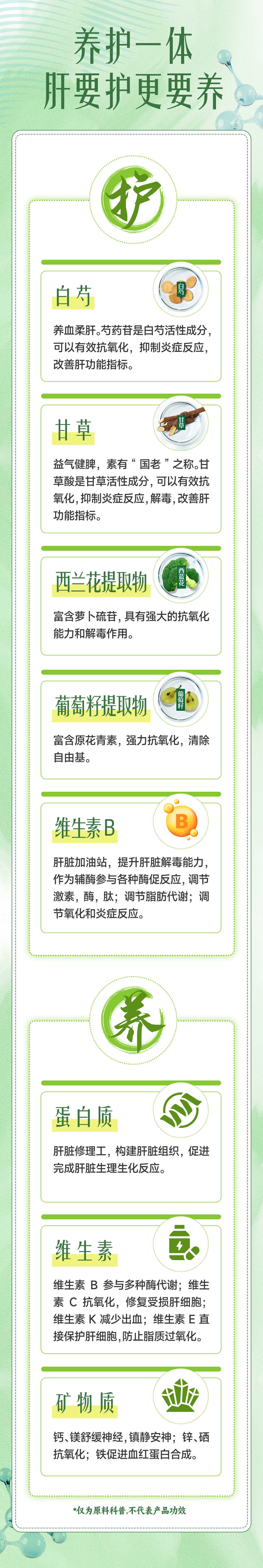 养护一体
肝要护更要养
护
白芍
 养血柔肝。芍药苷是白芍活性成分，可以有效抗氧化，抑制炎症反应，改善肝功能指标。
甘草
益气健脾，素有“国老”之称。甘草酸是甘草活性成分，可以有效抗
氧化，抑制炎症反应，解毒，改善肝功能指标。
西兰花提取物
富含萝卜硫苷，具有强大的抗氧化能力和解毒作用。
葡萄籽提取物
富含原花青素，强力抗氧化，清除自由基。
维生素B
肝脏加油站，提升肝脏解毒能力，作为辅酶参与各种酶促反应，调节
激素，酶，肽；调节脂肪代谢；调节氧化和炎症反应。
养
蛋白质
肝脏修理工，构建肝脏组织，促进完成肝脏生理生化反应。
维生素
维生素B参与多种酶代谢；维生素C抗氧化，修复受损肝细胞；维生素K减少出血；维生素E直接保护肝细胞，防止脂质过氧化。
矿物质
钙、镁舒缓神经，镇静安神；锌、硒抗氧化；铁促进血红蛋白合成。
 *仅为原料科普，不代表产品功效
